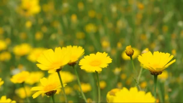 Пчелы желтые цветы — стоковое видео
