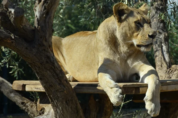 Lioness wild animal — Stock Photo, Image