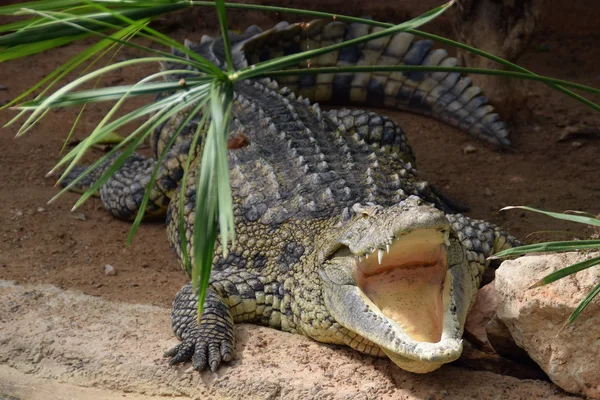Nile crocodile with open jaws — Stock Photo, Image