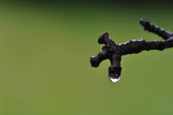 Tree branch rain — Stock Photo, Image