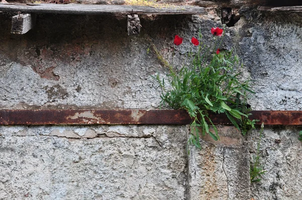 Puerta Madera Vieja Jardín Cubierto Oscurecido Por Hojas Hiedra Verde