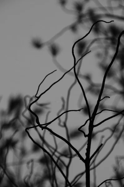 Branches d'arbre ciel gris — Photo