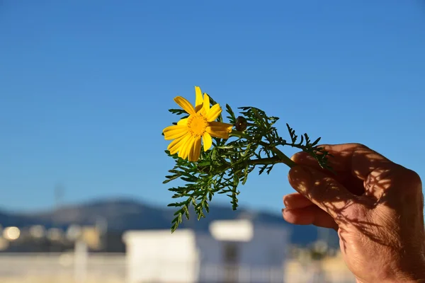 Januari vårblomma — Stockfoto