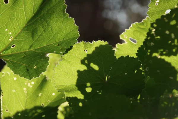 Mallow plant leaf — Stock Photo, Image
