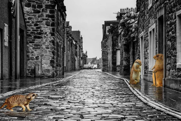 Concept Foto Met Een Meerkat Rechtenvrije Stockafbeeldingen