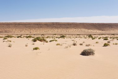 Batı Sahara ülkesindeki Sahra Çölü