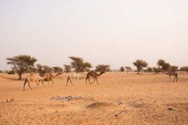 Mauritania ülkesindeki Develer