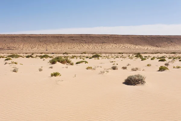 Sahara wüste im westlichen sahara — Stockfoto