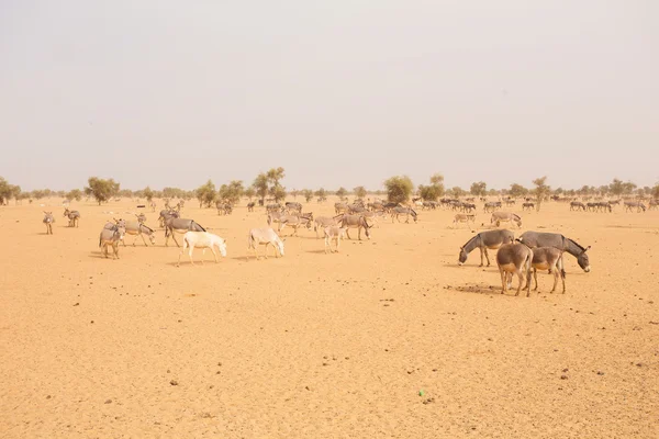 Burros no deserto do Saara, na Mauritânia — Fotografia de Stock