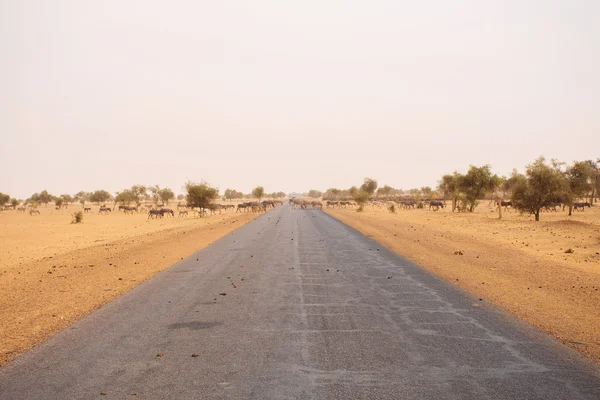 Burros, cruzando la calle en Mauritania — Foto de Stock