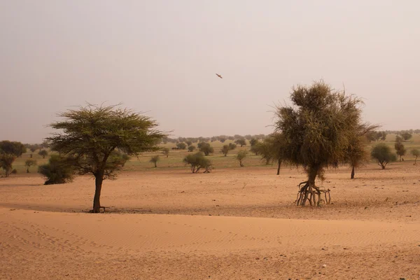 Un paisaje mauritano — Foto de Stock