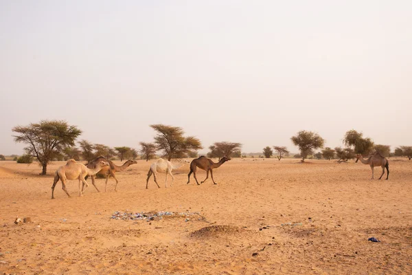 Camelos em Mauritânia — Fotografia de Stock