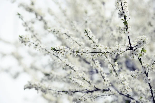 春の花。レトロなフィルター — ストック写真