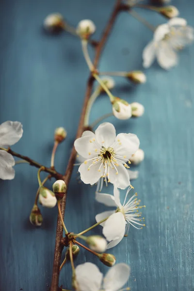 青い木製の背景に春の花 — ストック写真