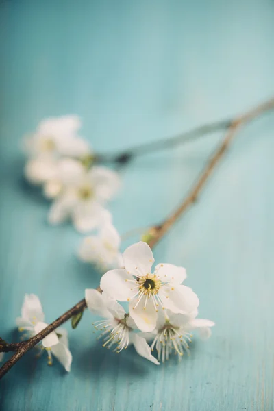 青いテーブルの上の春花 — ストック写真