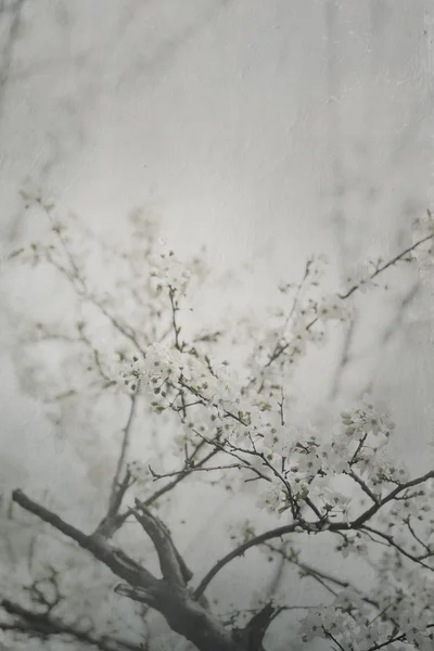 Jarní Kvetoucí strom — Stock fotografie