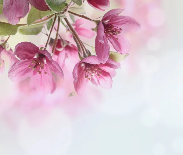 Våren Blossom närbild — Stockfoto