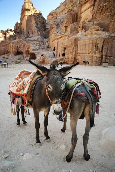 Donkeies en ville de Petra — Photo