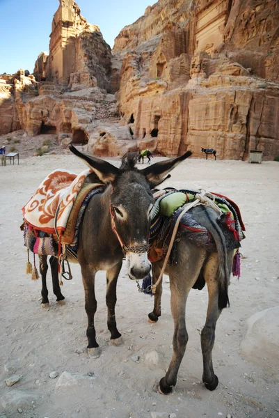 Asini nella città di Petra — Foto Stock