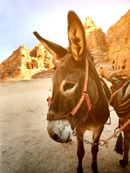 Donkey in Petra — Stockfoto