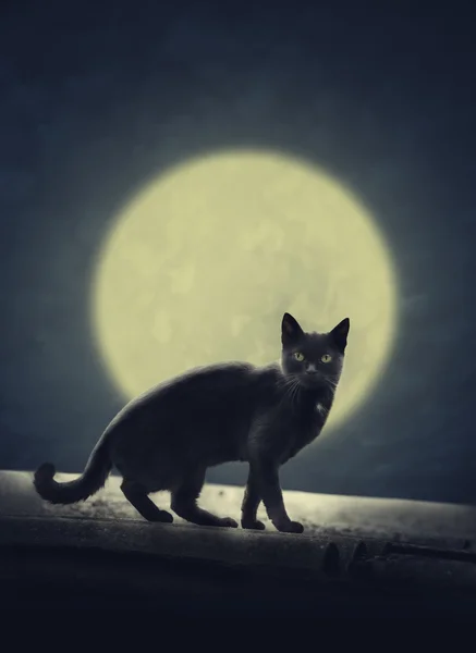 Svart katt och fullmåne — Stockfoto