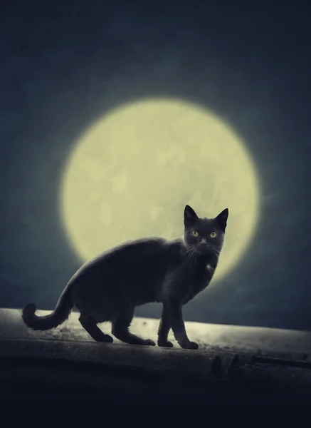 Chat noir et pleine lune — Photo