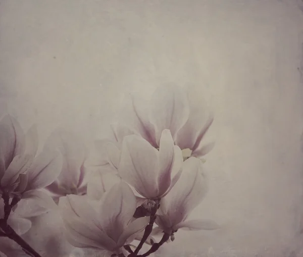 Magnolia στο φόντο του καμβά — Φωτογραφία Αρχείου