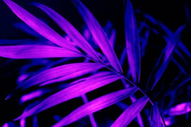 Karanlık arkaplandaki neon ışıklı palmiye yaprağına yakın çekim. Mor egzotik orman yeşillik düzeni. Gece hayatı canlı çiçek desenli duvar kağıdı..
