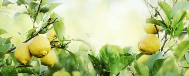 Limon ağacında asılı olgun limonlar. Güneş ışığı ve bokeh arkaplanı var. Meyve yetiştiren meyve bahçesi. Doğa çerçeve tasarımı düzeni.