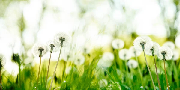 Färskt Grönt Gräs Och Blåsmaskros Sommaren Naturekologi Bakgrund Ljus Färg — Stockfoto