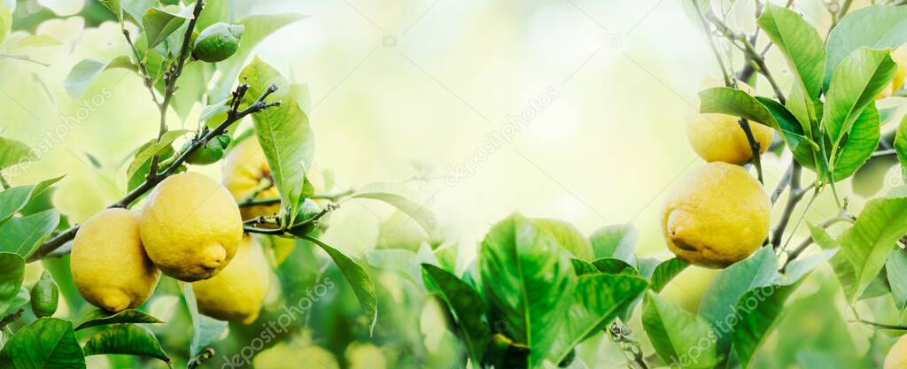 Ripe lemons hanging on lemon tree with sunlight and bokeh background. Fruit growing orchard. Nature frame design layout.