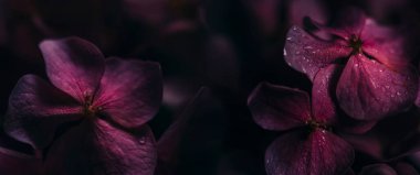 Bahçede su damlaları olan mor ortanca çiçeğine yakın çekim. Bokeh arkaplan duvar kağıtlı koyu pembe bir hortensi. Şık bir gelin ve sevgililer günü dekoru..