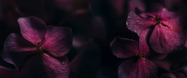 Gros Plan Fleur Hyrangée Pourpre Avec Des Gouttes Eau Dans — Photo