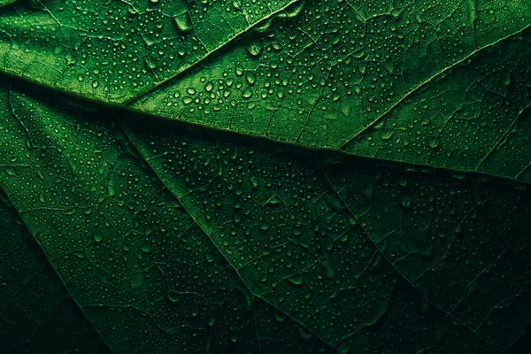 Garden Plant Rain Drops Closeup Macro Green Leaf Wate — Stock Photo, Image