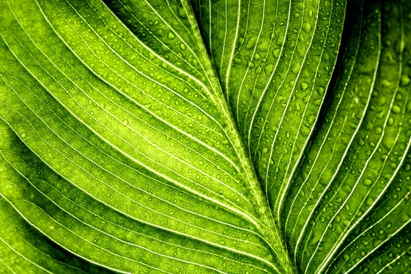 Tuinplant Met Regendruppels Van Dichtbij Macro Groen Blad Met Wate — Stockfoto