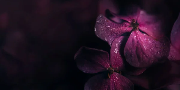 Primer Plano Flor Hyrangea Púrpura Con Gotas Agua Jardín Macro — Foto de Stock