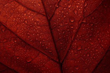 Kırmızı sonbahar yaprağının yağmur damlalı Macro fotoğrafı. Sonbahar yaprak dokusu arka planı. Sezonluk botanik detay duvar kağıdı. Soyut yaprak sanatı afişi.