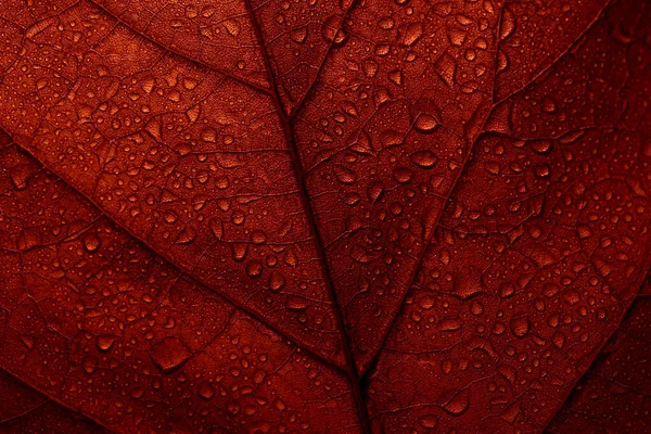 Macro Foto Van Rood Herfstblad Met Regendruppels Herfst Bladeren Textuur — Stockfoto