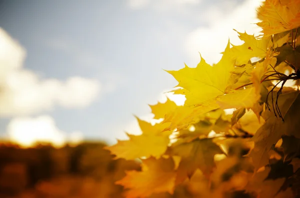 Herbstblätter — Stockfoto