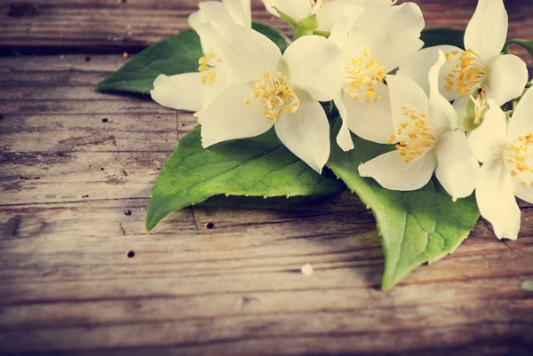 Flor de jasmim — Fotografia de Stock