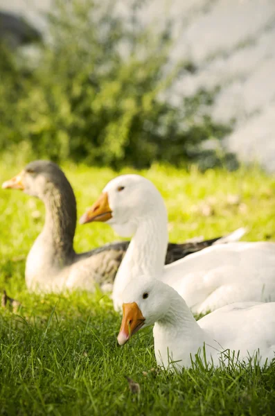 Geese — Stock Photo, Image