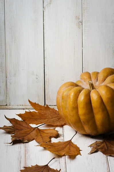 Pumpkin en maple bladeren — Stockfoto