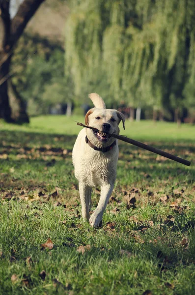 Perro con palo —  Fotos de Stock