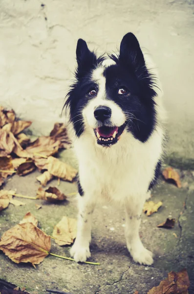 Retrato de perro —  Fotos de Stock