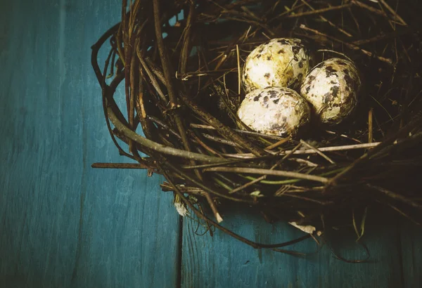 Ovos em ninho — Fotografia de Stock