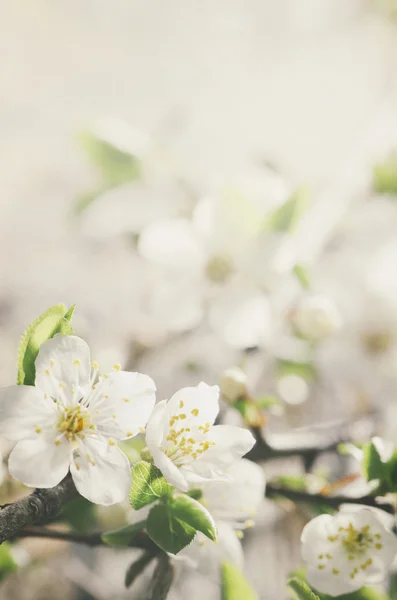 春の花 — ストック写真