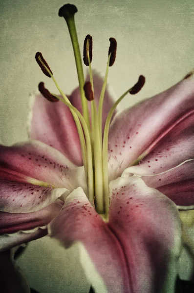 Lily ! — Photo