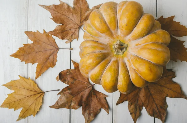 Foglie di zucca e acero — Foto Stock