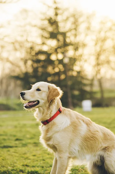 Hond in het park — Stockfoto