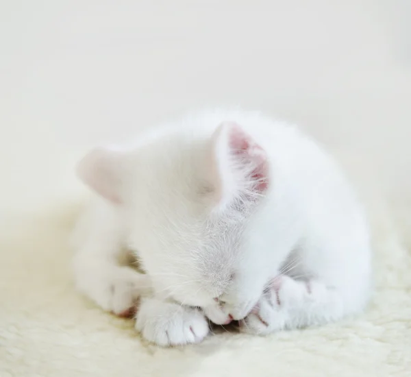 White little cat — Stock Photo, Image